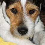 HOW TO GROOM A PARSON/ RUSSELL HEAD jack russells for sale