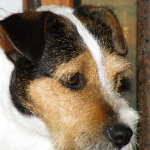 jack russells for sale