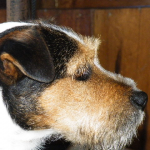 HOW TO GROOM A PARSON/ RUSSELL HEAD yorkie puppies for sale