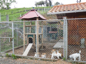 Russell Terrier Parson Russell Terrier Pratsals Kennels Criadero Pratsals