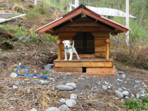 Russell Terrier Parson Russell Terrier Pratsals Kennels Criadero Pratsals