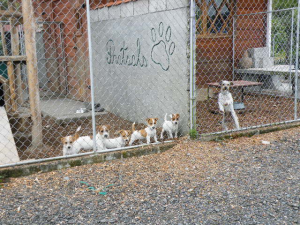 Russell Terrier Parson Russell Terrier Pratsals Kennels Criadero Pratsals